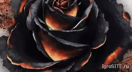 TABLETOP Обзор игры: BLACK ROSE WARS