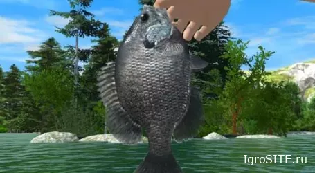 Обзор игры: REEL FISHING: ROAD TRIP ADVENTURE